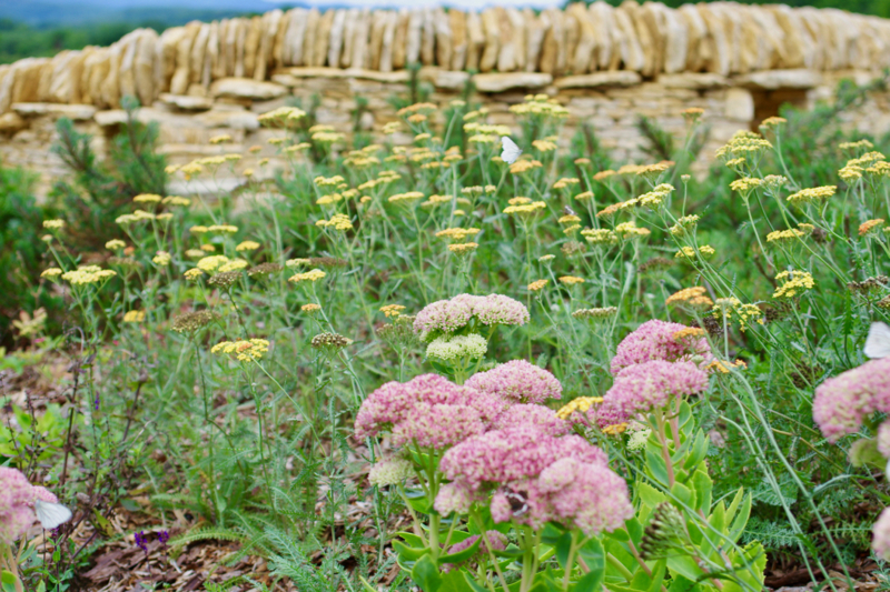 セダム・オータムジョイ Sedum spectabile 'Autumn Joy'
