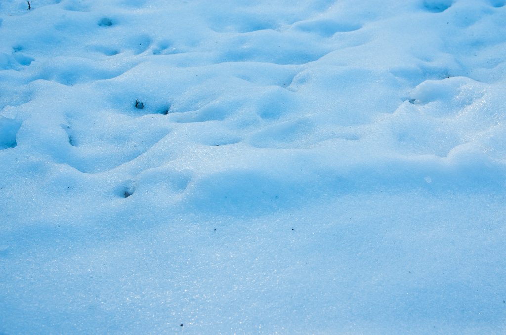 SIGMA 17-70mm F2.8-4 DC MACRO OS HSM で撮影