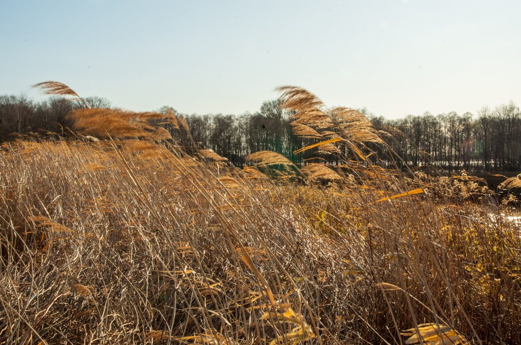 SIGMA 17-70mm F2.8-4 DC MACRO OS HSM で撮影